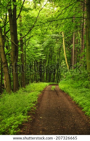 Forest walk