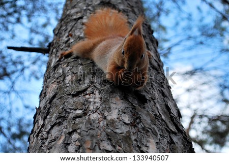 Spring in the park, sitting on a tree squirrel eating pine and walnut