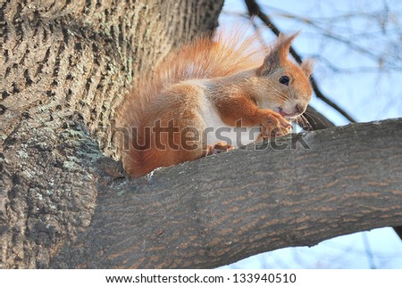 Spring in the park, sitting on a tree squirrel eating pine and walnut