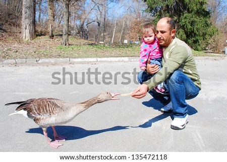 Spring in the park with her daughter\'s father fed geese bread