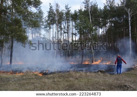 In the spring forest man extinguishes the fire in a burning birch forest.