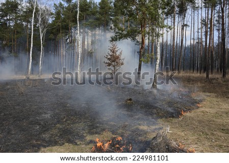 Fire in spring pine forest, burning trees and grass .