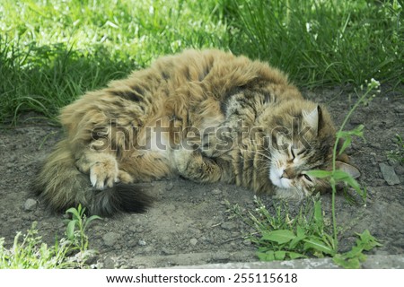 Sweet dream. Fluffy brown yard cat sleeping on the ground in the summer.