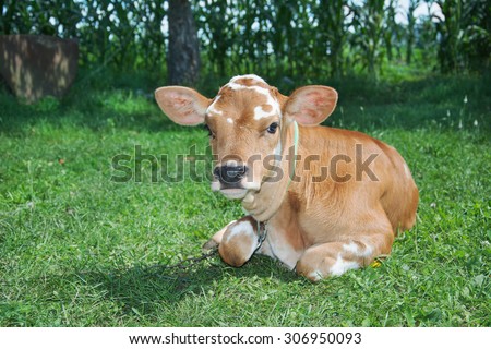 Little spotted reddish white calf lying on the grass in the summer bright sunny day,.