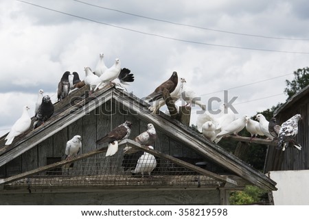In summer, a bright sunny day the pigeons sitting on the loft.