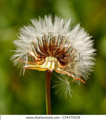 Radiant dandelion showing the white plumage and starting to release its flying seeds, on defocused  greenish background