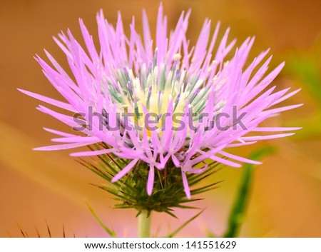 Beautiful wild  thistle flower in all its splendor with many dew drops on its stamens, splendid wet wildflower in spring