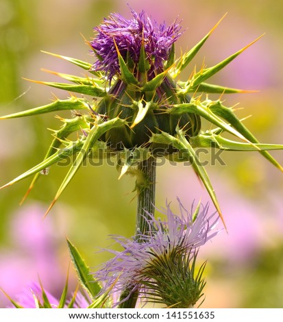 Milk thistle on the end of its flowering process