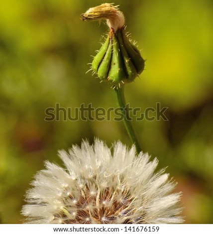 Dandelion bud emerging and sphere of seeds ready to release its seeds, on green background out of focus