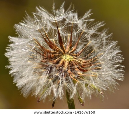 Taraxacum officinale starting to release all its flying seeds