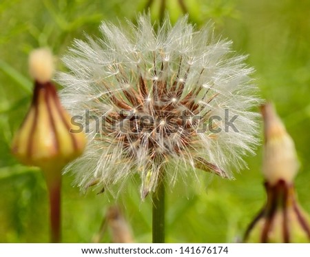 Splendid dandelion with bright sphere of seeds about to fly, between buds and with green background out of focus