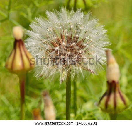 Dandelion buds and sphere with feathery seeds, on natural green background out of focus