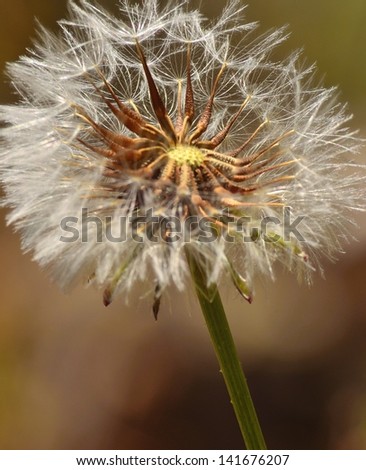 Splendid taraxacum officinale with its mature seeds and starting to fly, on natural background out of focus