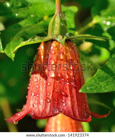 Bicacaro flower in the rain