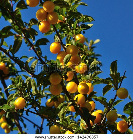 Lush fruit tree with its branches completely full of exquisite yellow plums in all its splendor and ready to eat, with many green leaves and radiant blue sky background