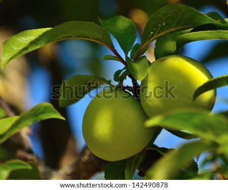 Two juicy green plums hanging from a fine branch and under the shade of the leaves, with unfocused natural blue background