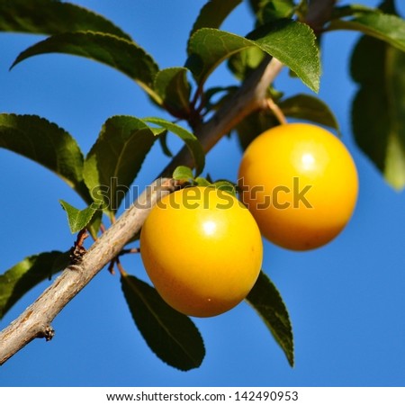 Two beautiful yellow plums hanging from a small  tree branch with green leaves, on splendid blue sky background
