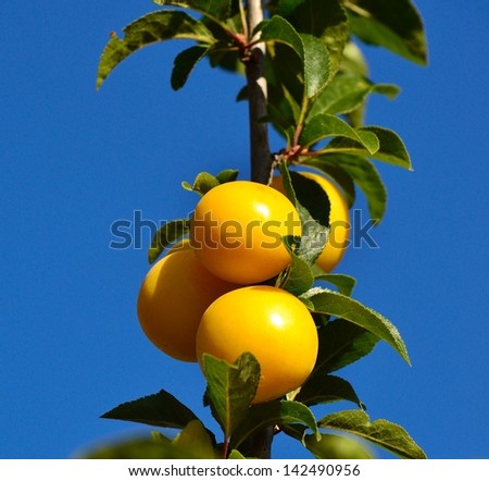 Bright fruit raceme with three exquisite yellow plums hanging from a vertical small branch with green leaves, on splendid blue sky background