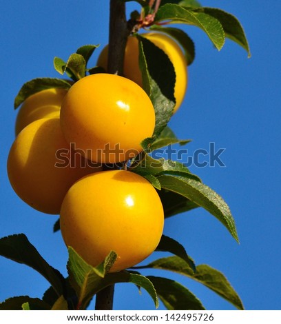 Several yellow plums on small tree branch with green leaves, on splendid blue sky background