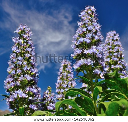 Spectacular image of echium callithyrsum in full bloom with several cluster of little flowers between green leaves  on a natural background of intense blue sky with some clouds