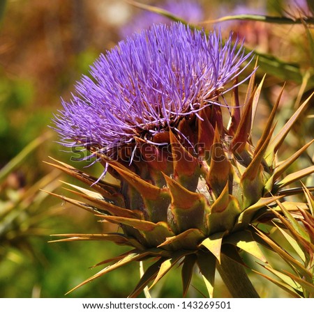 Vigorous wild artichoke with its big purple flower  surrounded by many hard spines, edible plant, medicinal and therapeutic
