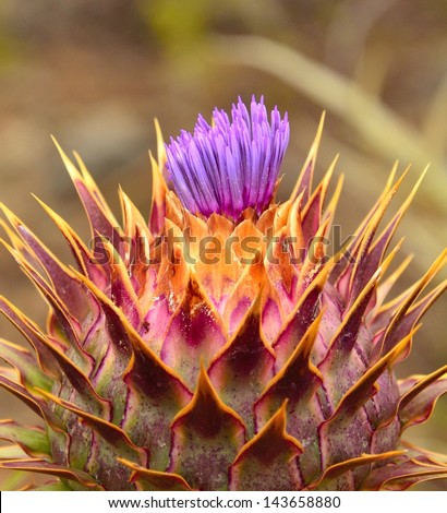 Beautiful  young  sprout of wild artichoke flower with its splendid purple color, edible plant and also used for medicinal purposes and therapeutic, on natural background