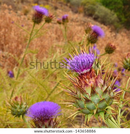 Wild artichokes flowers on the meadow, wildflowers of purple color and whose edible plant is used for medicinal purposes and dietetic, on herbs natural background