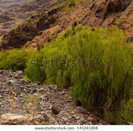 Native bushes plocama pendula along the dry riverbed in the interior of Tirajana ravine, Gran Canaria, Canary islands