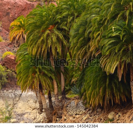 Group of palm trees phoenix canariensis in the interior of Gran canaria, Canary islands