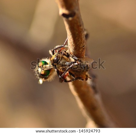 Robber fly capturing a small bee with its powerful stinger