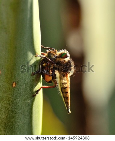 Robber fly with a small bee trapped under the claws and nailing its powerful stinger