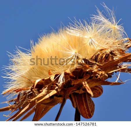 Dry milk thistle, snails in the stem and blue sky