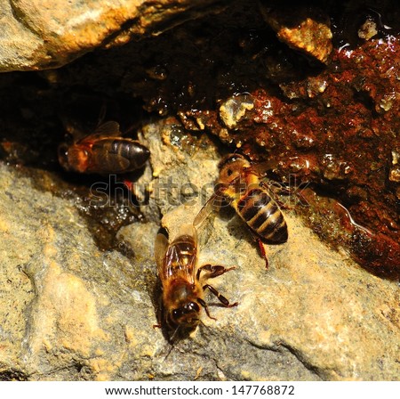 Group of bees apis mellifera between the cracks of the wet rocks drinking mountain spring water