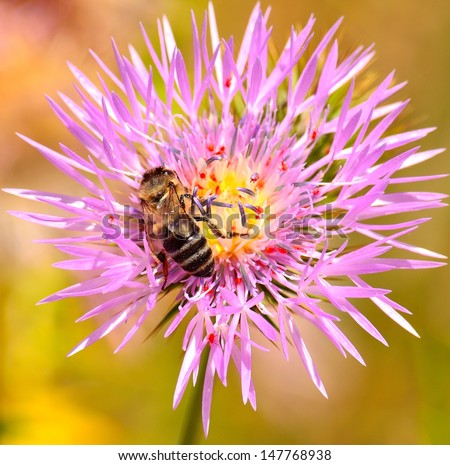 Little worker bee on a wild thistle flower in spring, collecting its juicy pollen, small insects sharing the delicious nectar of a splendid wildflower on a natural diffuse background of colors