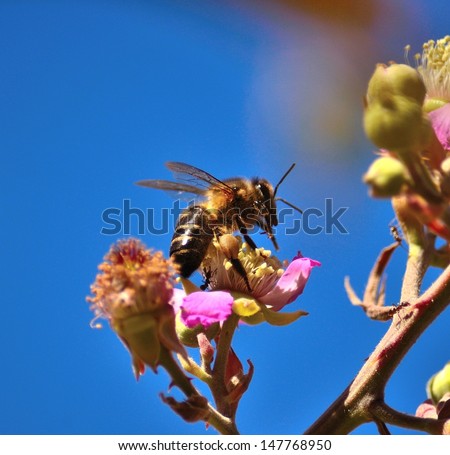 Spectacular image of a beautiful apis mellifera flying on the little flowers of the plant rubus ulmifolius and sipping its  juicy nectar of pollen, on a splendid blue sky in background