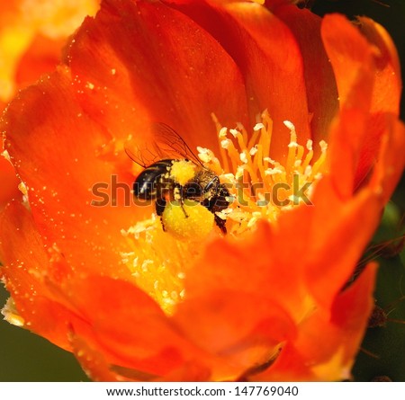 Magnificent apis mellifera loaded with many grains of pollen and collecting between the stamens inside of a splendid orange flower of juicy prickly pear