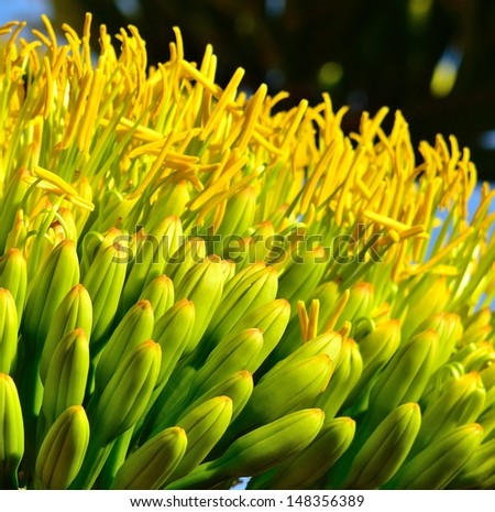 Magnificent bunch with flowers of agave sisalana in all its splendor and radiant green buds with long yellow stamens