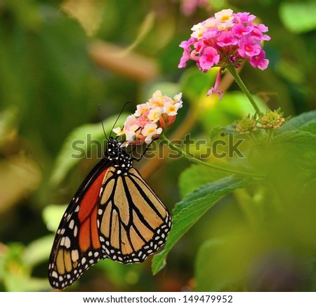 Spectacular image of the great monarch butterfly with its beautiful and colorful wings, sipping nectar on small flowers of lantana camara and between green leaves, on a unfocused natural background