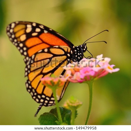 Spectacular image of great monarch butterfly sucking the delicious juices on small and colorful flowers of lantana camara, on a unfocused natural background