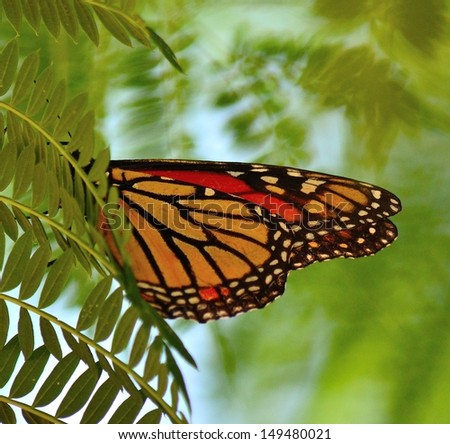 Beautiful monarch butterfly on the green leaves of jacaranda tree  with its folded wings in foreground and on unfocused natural background