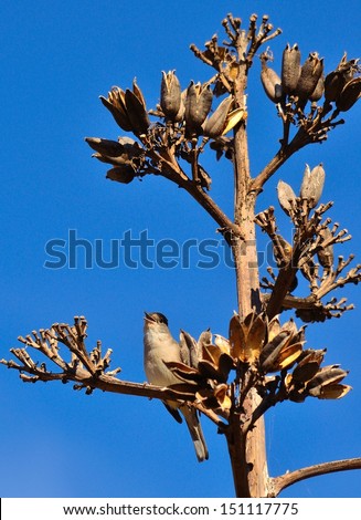 Great dry flower of plant agave sisalana with a little wild bird sylvia atricapilla singing merrily between its branches a magnificent day of radiant blue sky