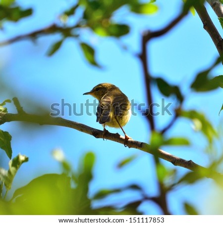 Small bird phylloscopus canariensis between green leaves and on a thin branch of wild tree, carefully observing the surroundings and with unfocused natural foreground, background  and radiant blue sky