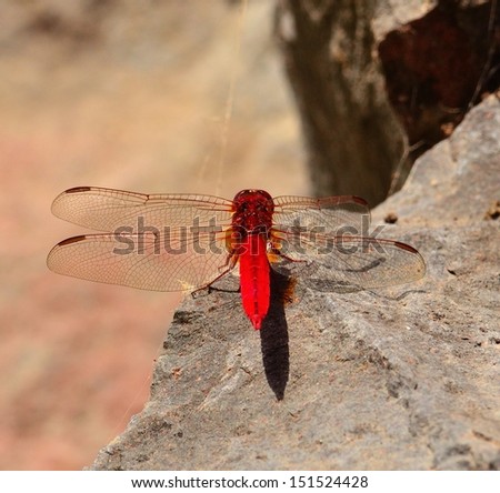 Radiant red dragonfly crocothemis erythraea on a rock with its transparent wings fully extended