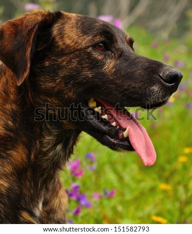 Magnificent profile in foreground of young canary dog looking calmly with its mouth open  showing the long pink tongue and big tusks, on unfocused natural green background