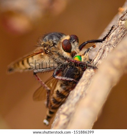 Imposing scene of robber fly efferia albibarbis nailing the stinger on a similar prey trapped  under its claws