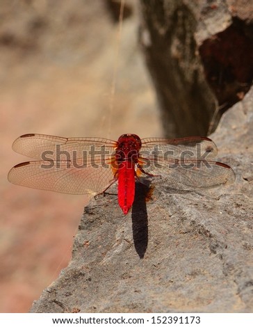 Back view of magnificent red dragonfly crocothemis erythraea resting with its spread wings on a rock