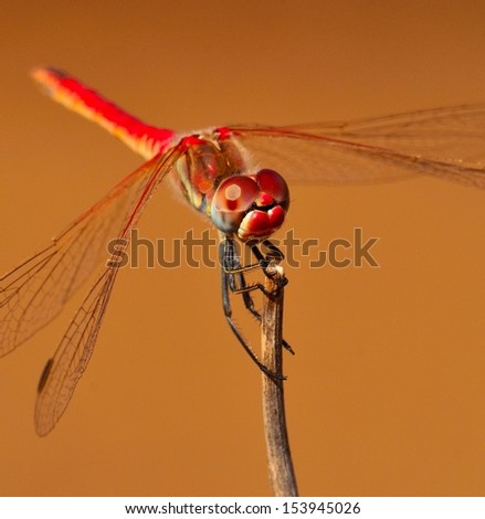 Frontal image of great dragonfly sympetrum fonscolombii and its spectacular face, on natural plain background