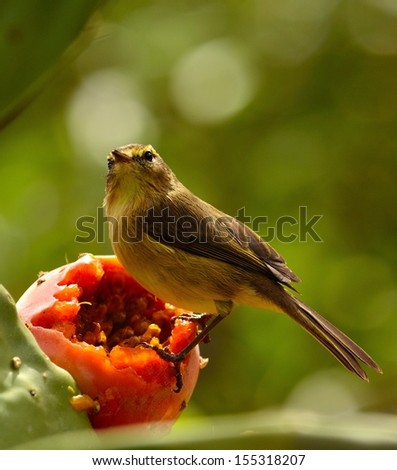 Beautiful image of bird phylloscopus canariensis on a splendid ripe prickly pear, ready to eat the sweet pulp of exquisite fruit and observing the surroundings, on unfocused natural green background