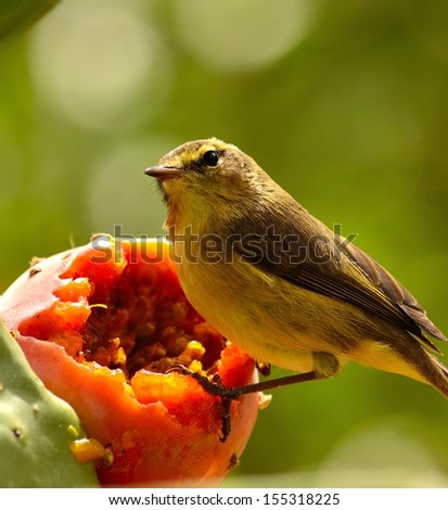 Beautiful bird phylloscopus canariensis carefully observing the surroundings on a exquisite ripe prickly pear before eating its sweet pulp of fresh fruit, on unfocused natural green background