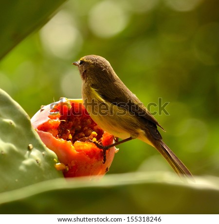 Bird phylloscopus canariensis on a juicy ripe prickly pear ready to eat fresh pulp and observing the surroundings before enjoying the exquisite and sweet fruit, on blurred natural green background